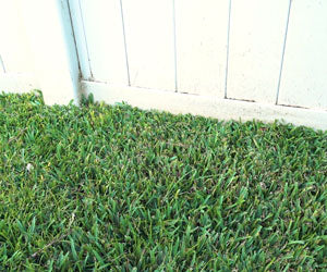 Grass Seed Mat a 23.888 HUF